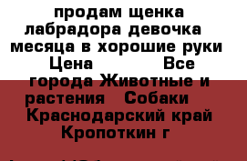 продам щенка лабрадора девочка 2 месяца в хорошие руки › Цена ­ 8 000 - Все города Животные и растения » Собаки   . Краснодарский край,Кропоткин г.